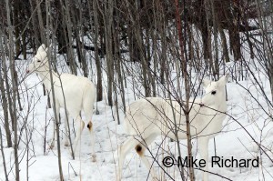 Other White Deer