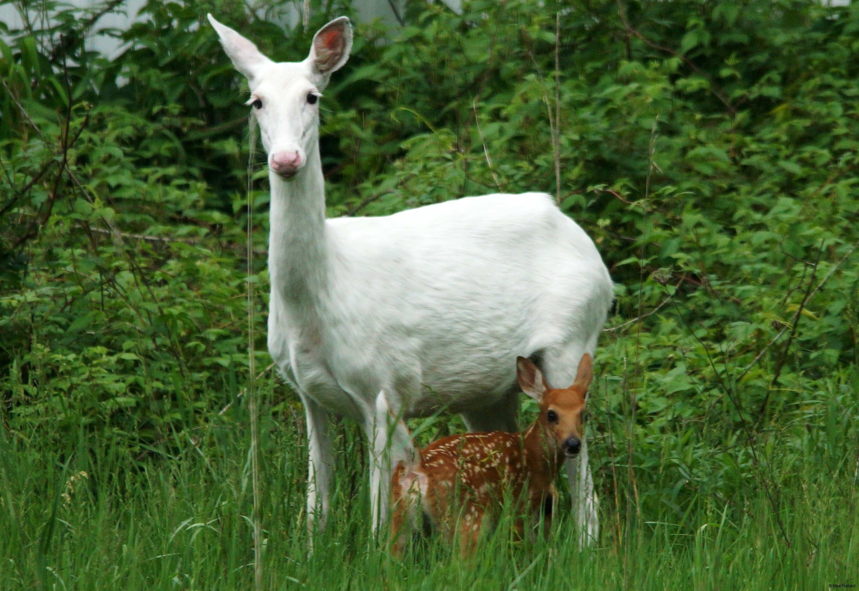 Image result for white deer