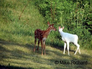 what does a deer represent