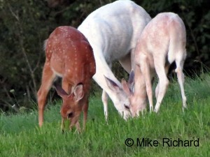 albino white tailed deer fawn