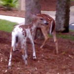 White Fawn-Seabrook Island