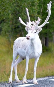 white-reindeer-mala-sweden-oct-2016