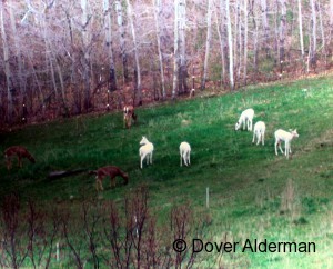 five_white_deer