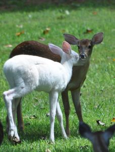 White Deer-Regena's Fawns