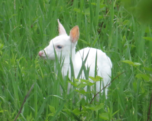 White Fawn-Standing in Grass-Crop