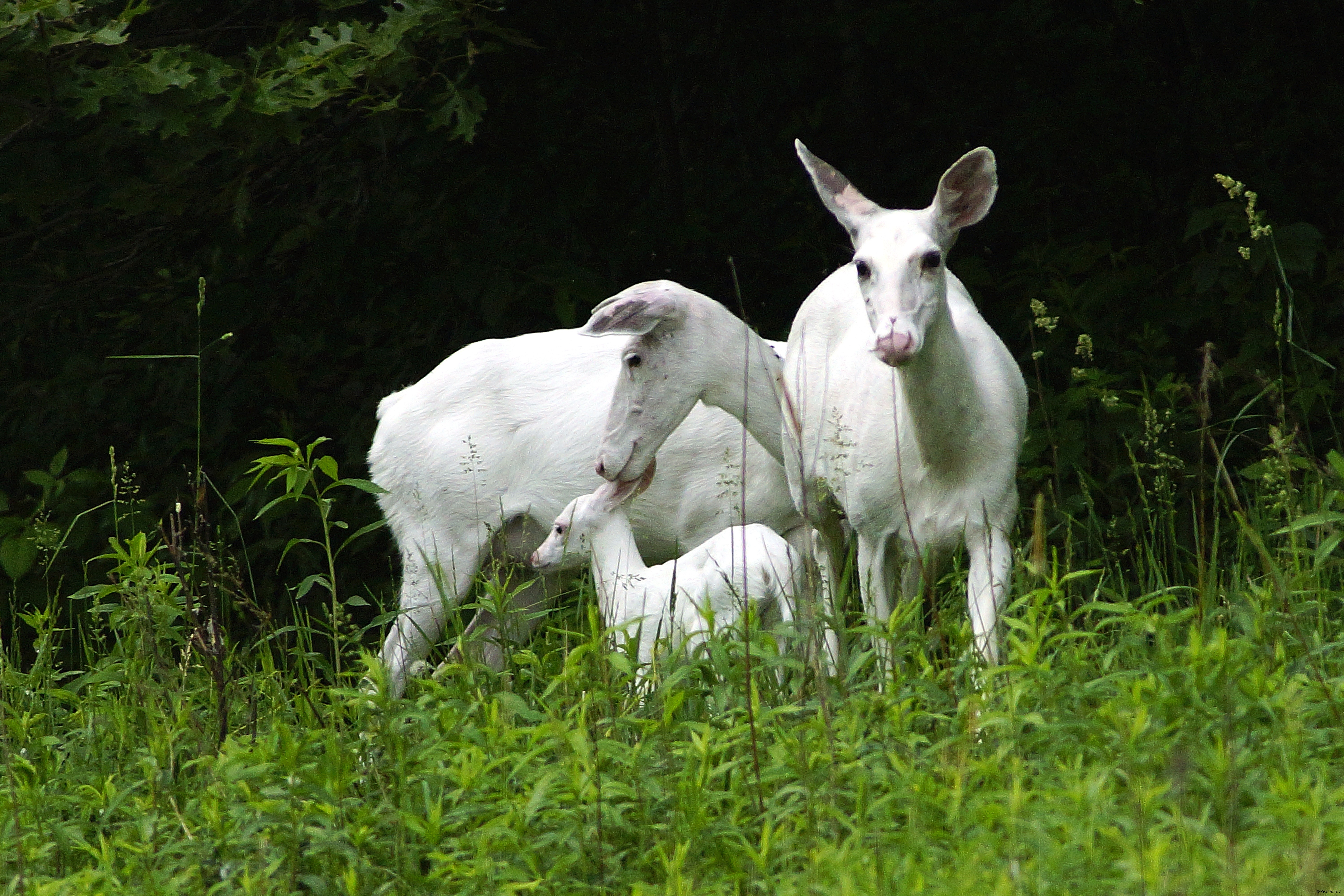 Is information on deer populations for Wisconsin available on the state DNR website?