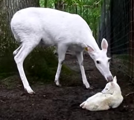 White Deer-White Mom and Fawn Video Freeze-Cropped