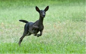 White Deer-Black-Melanistic Fawn