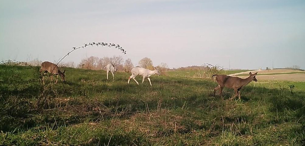 White Deer-Bryan Walsh Photo of Whitey Offspring (4-23-17) (crop)