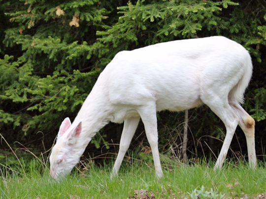 White Deer-White Deer Triathlon Photo (2017)