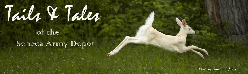 White Deer-Seneca Jumping Fawn Photo Heading (2017)