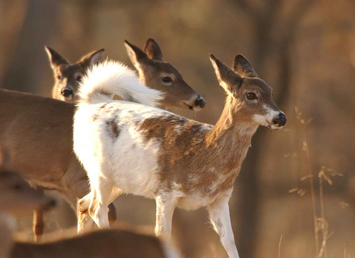 albino white tailed deer fawn