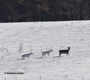 How Escapee Deer Helped Rebuild Iowa's Deer Herd - North American Whitetail