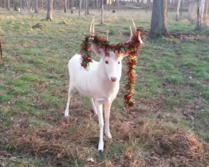 http://protectthewhitedeer.com/wp-content/uploads/2023/12/White-Deer-Buck-with-Garland-on-Antlers-Final-Photo-Crop-2-300x240.png
